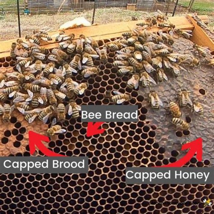 What is uncapped brood?