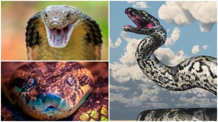 What is white snakes big hit?