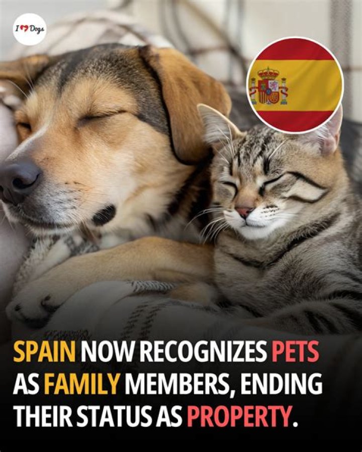 What legally counts as animal abuse?
