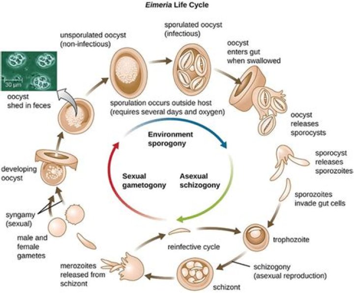 What makes Isospora different from Eimeria?