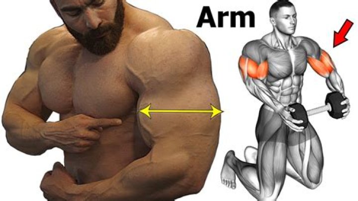 What makes your arms look bigger biceps or triceps?