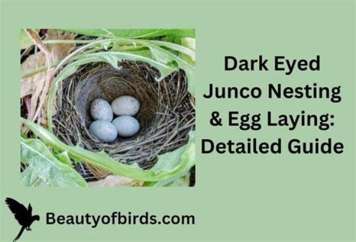 What month do juncos lay eggs?