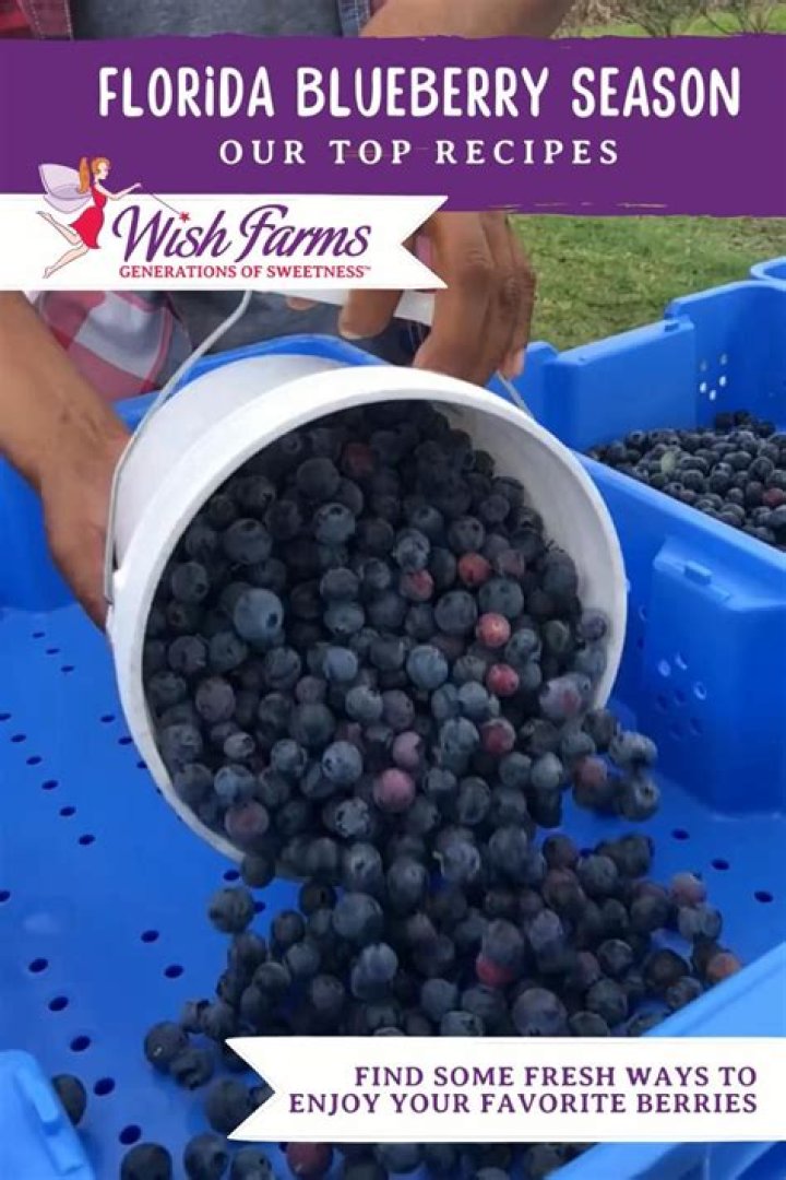 What month is blueberry season?