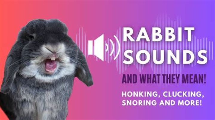 What noise does a rabbit make in distress?