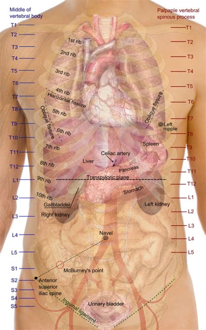 What organ is right below the belly button?
