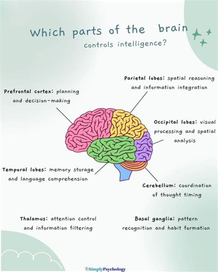 What part of the brain does CJD affect?