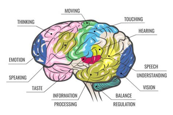 What part of the brain does visual agnosia affect?