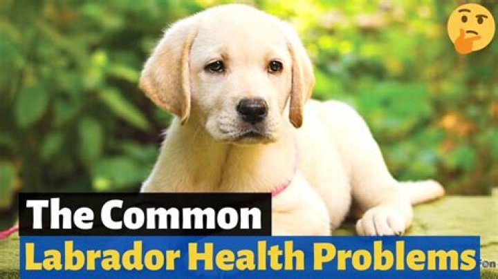 What problems do Labradors have?