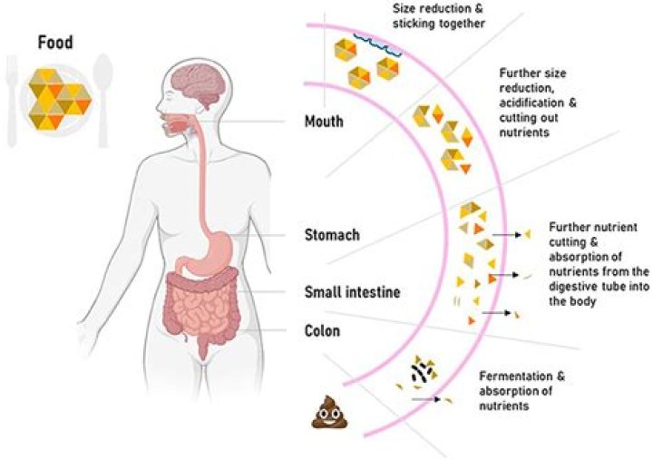 What process breaks down food into absorbable forms?