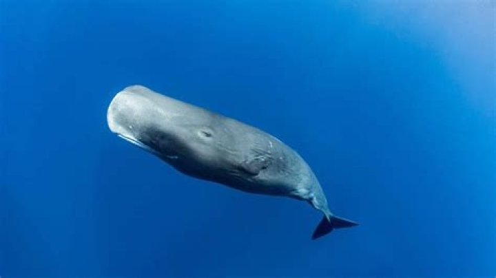 What products have whale sperm in them?