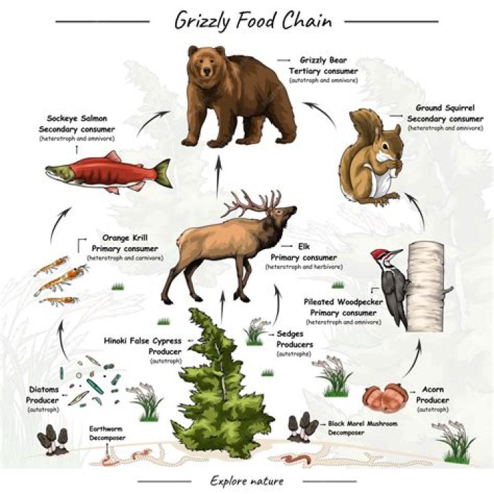 What role does a food expeditor play?
