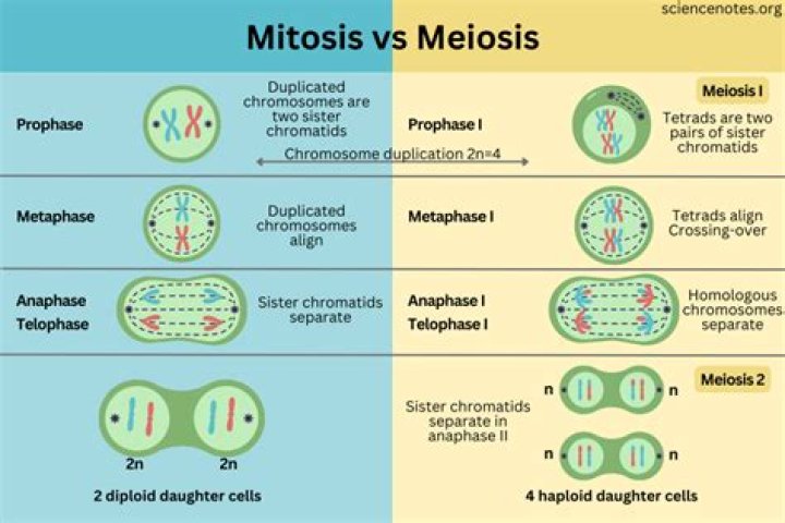 What separates during meiosis II?