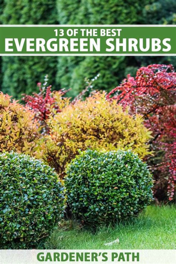 What shrubs stay small?