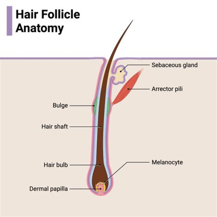 What size should follicles be on Day 9?