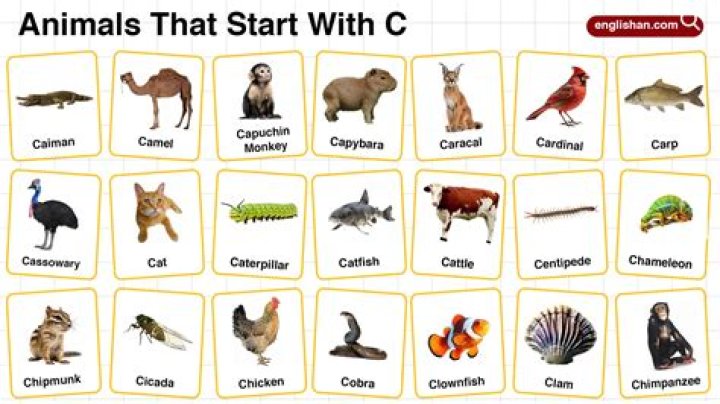 What starts with C in music?