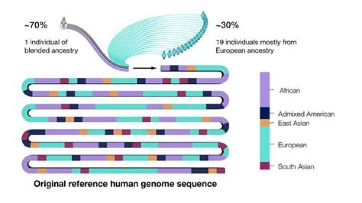 What the Alu elements are in the human genome?