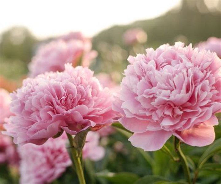 What time of year do tree peonies flower?