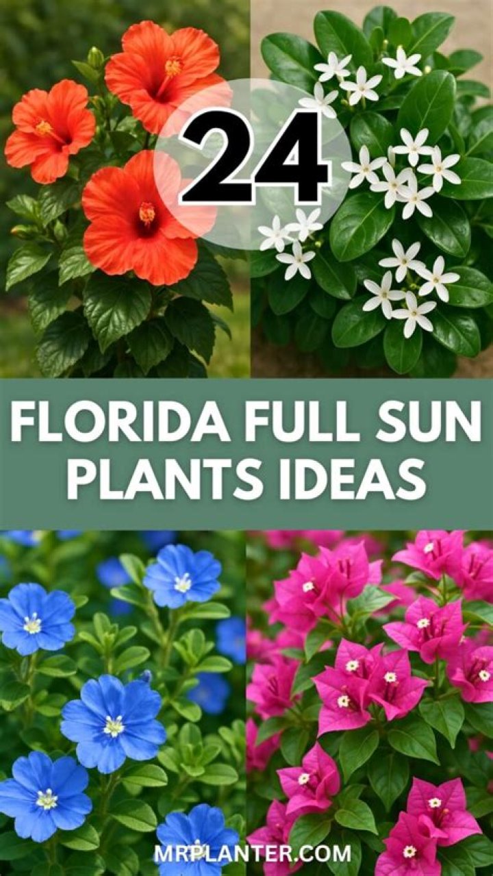 What tropical plant can take full sun?
