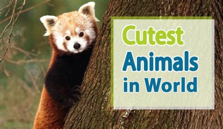 What was the cutest animal ever?