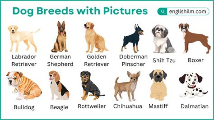 What was the first discovered dog breed?