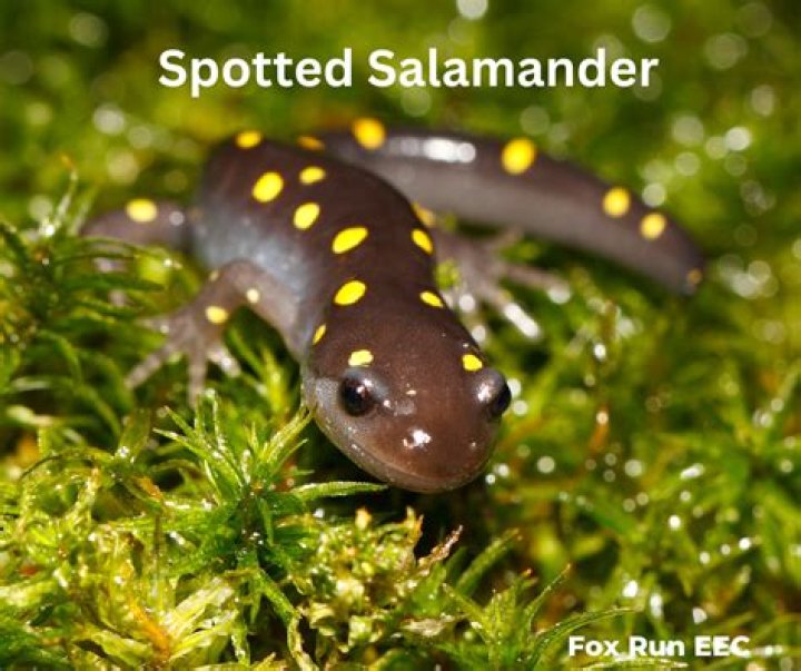 Where are spotted salamanders found?