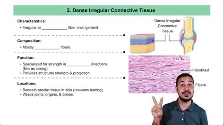 Where can dense irregular connective tissue be found?