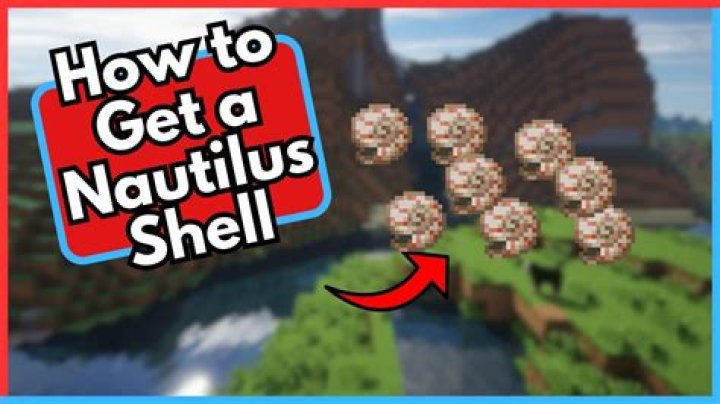 Where can we get shells?