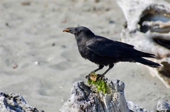 Where can you hunt crows?
