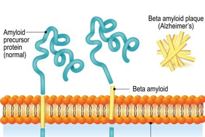 Where do amyloid beta proteins come from?