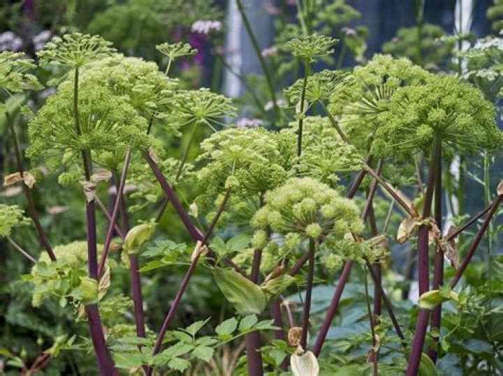 Where do angelica plants grow?