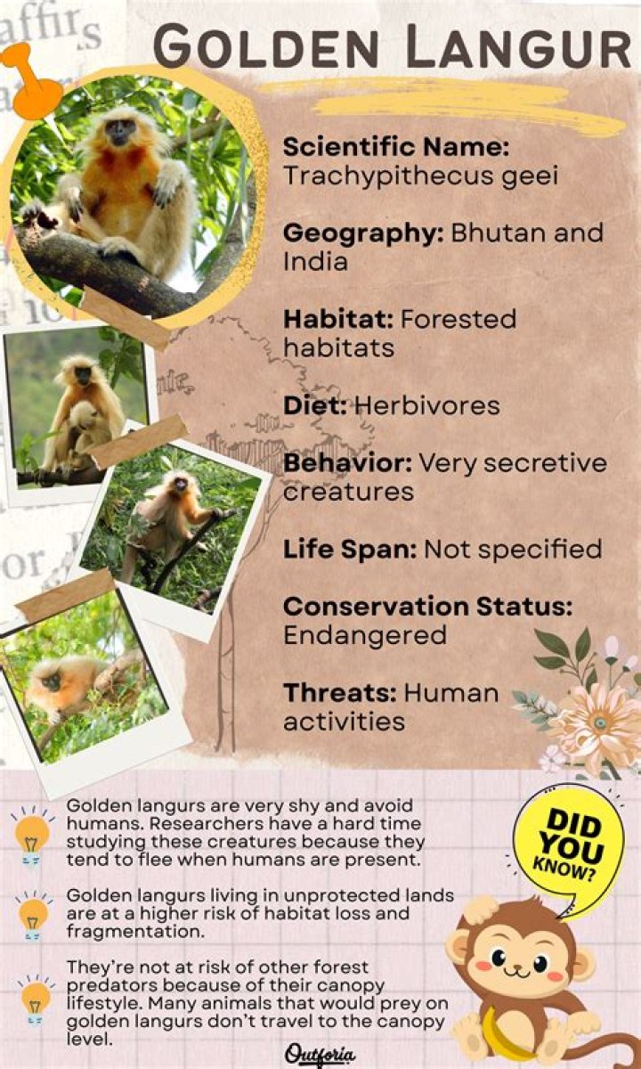 Where do golden langurs live?