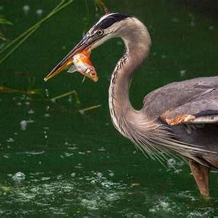 Where do pond herons live?