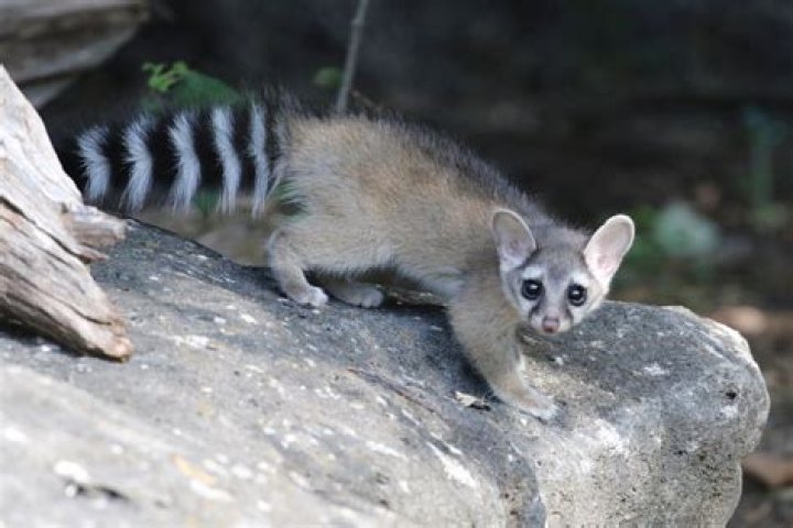 Where do ring tail cats live?