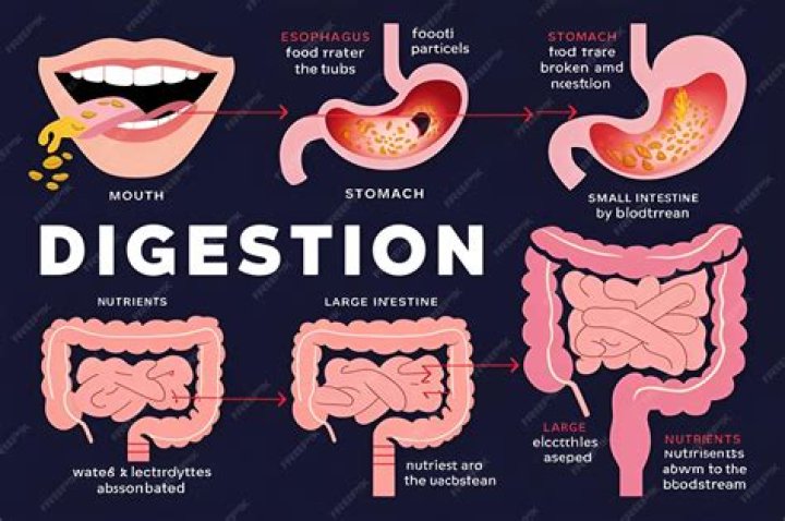 Where does food enter the human digestive system?