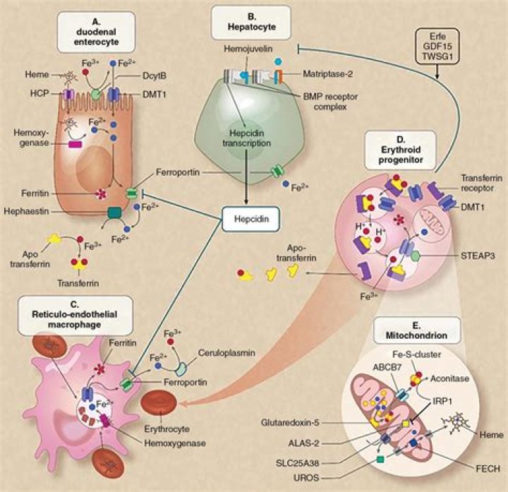 Where does heme metabolism occur?