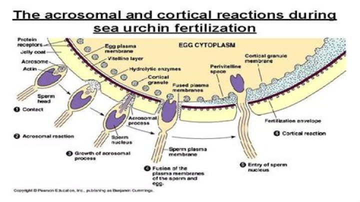 Where does sea urchin fertilization occur?