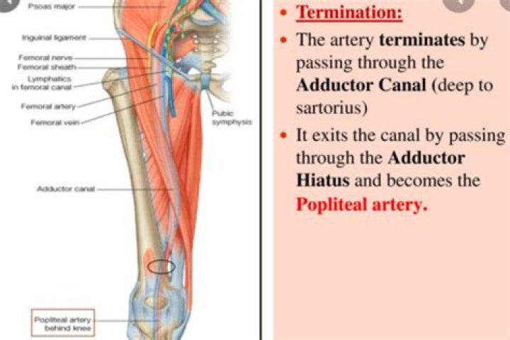 Where does the adductor canal start?