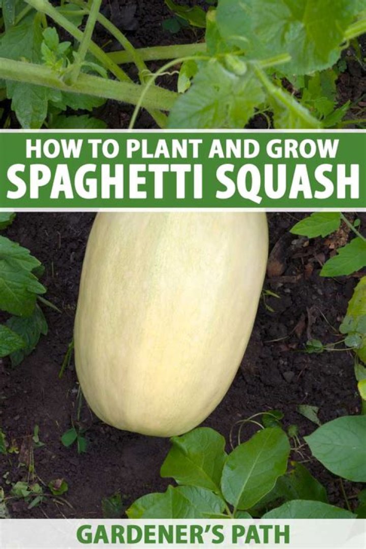 Where does the Spaghetti squash plant come from?