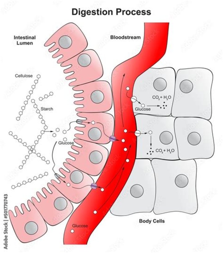 Where is food absorbed into the bloodstream?