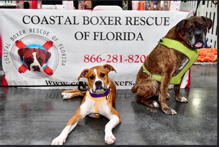 Where is Northwest Boxer Rescue located?