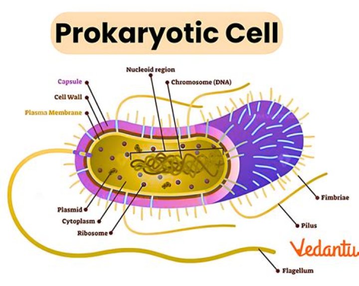 Where is the DNA found in prokaryotes?