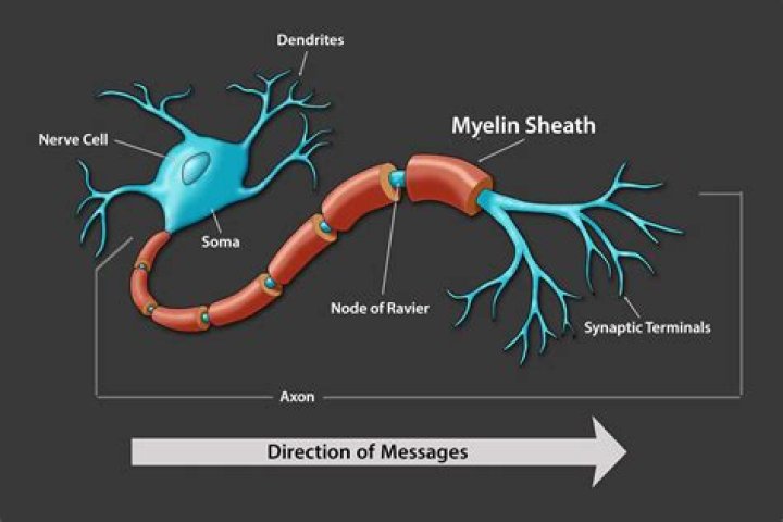 Where is the tarsal sheath?