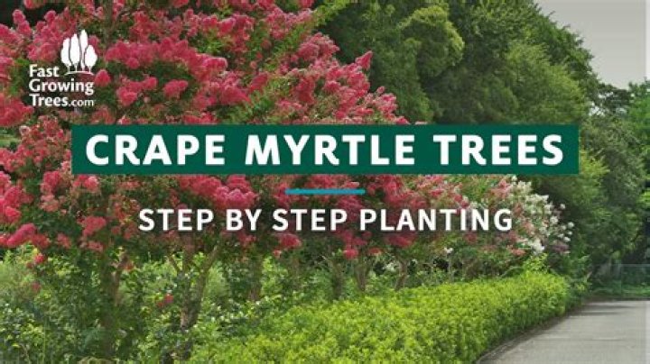 Where should I plant myrtle?