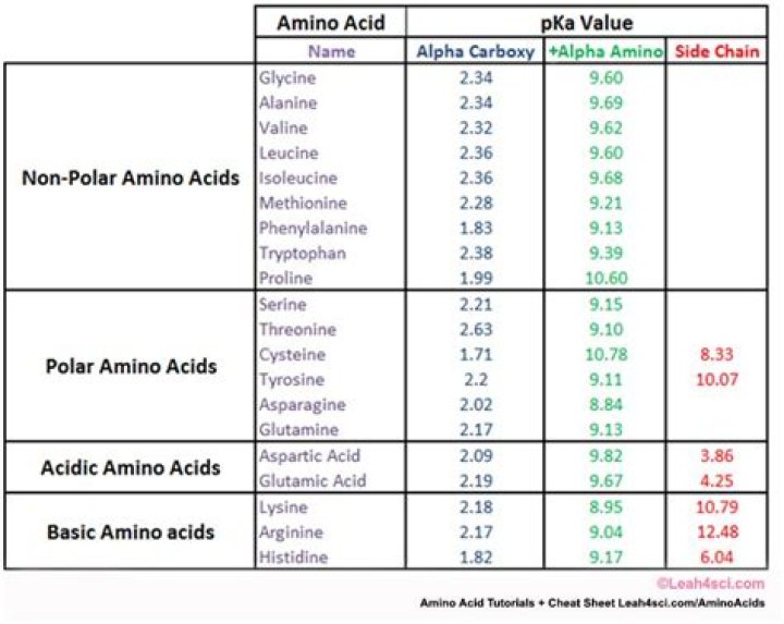 Which amino acids are positively charged?