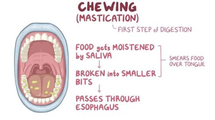 Which body part is used for chewing food?