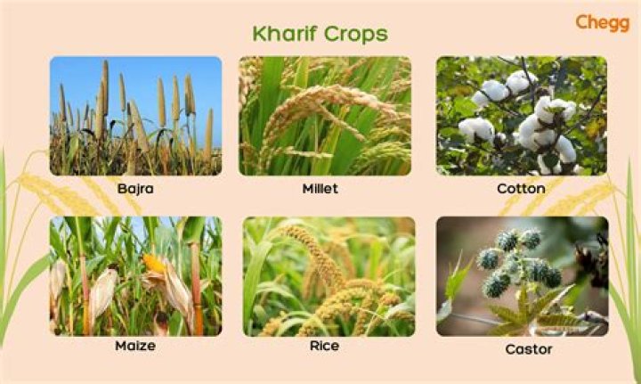 Which crop is grown most in Karnataka?