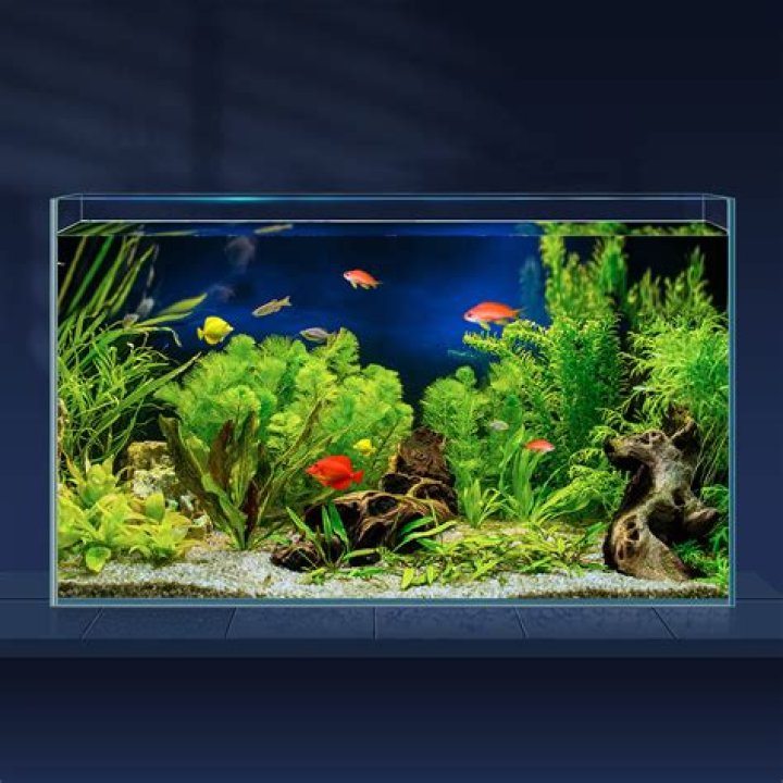 Which filter is best for shrimp tank?