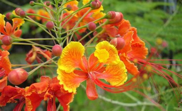 Which flower is called Pride of Barbados?