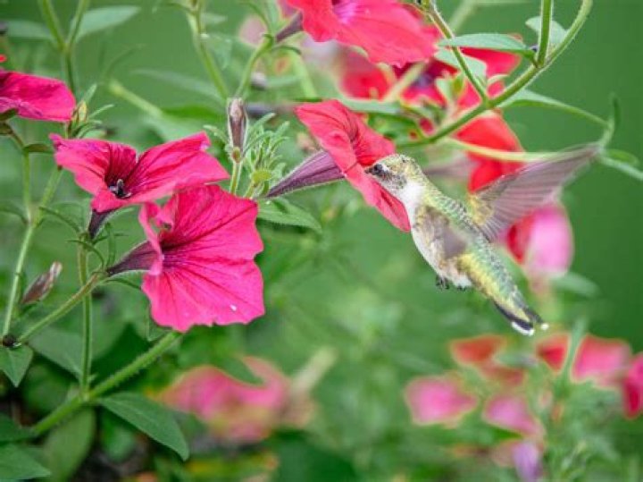Which Hummingbirds are males?