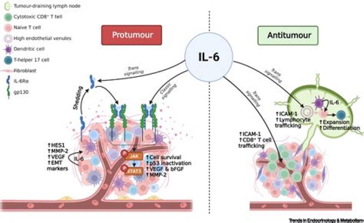 Which interleukin can STimulate angiogenesis?